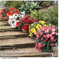 Begonia Nonstop Joy Mix - Upto 24 Garden Ready Plants