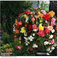 Begonia Sun Dancer Mixed - Upto 24 Garden Ready Plants