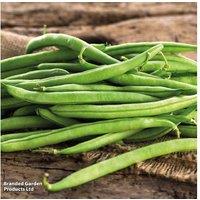 Bean French Climbing Cobra 15 Multi-sown Garden Ready Plants