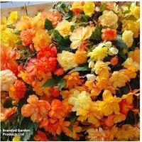 Begonia Apricot Shades Improved - Upto 48 Garden Ready Plants