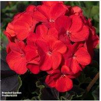 Geranium Best Red - Upto 24 Garden Ready Plants