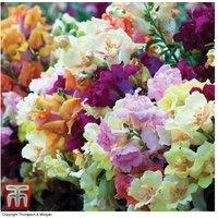 Antirrhinum Mini Butterflies 12 Garden Ready Plants
