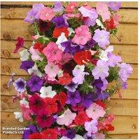 Petunia Easy Wave Ultimate Mixed 12 Garden Ready Plants