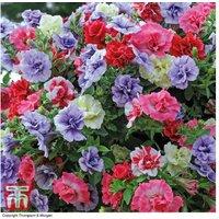 Pre-Planted Fragrant Petunia 'Frills & Spills' Hanging Basket
