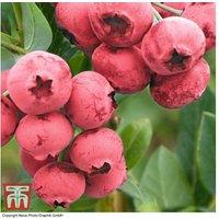 Blueberry 'Pink Lemonade' Shrub - Unique Pink Fruiting, Patio & Border Plant