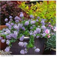 Ceanothus repens Evergreen Californian Lilac Shrub - 3.6L Pot