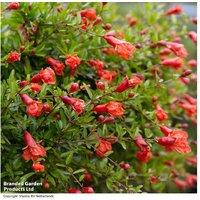 Pomegranate 'Nana' Dwarf Flowering Mini Tree in 20cm Pot