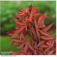 Acer Palmatum 'Shaina' Japanese Maple - Compact Red Foliage Tree
