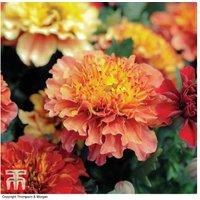 Marigold Strawberry Blonde 12 Garden Ready Plants