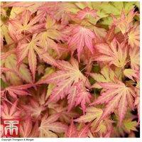 Acer palmatum 'Orange Dream' Japanese Maple Tree - Colour-Changing Foliage, 3L Pot