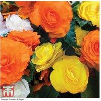 Begonia Nonstop Citrus Mix 12 Garden Ready Plants