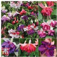 Fuchsia Plug Plants - Trailing & Bushy Summer Flowering Collection