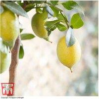 Citrus Lemon Tree - Citrus limon, Evergreen Patio Fruit Tree, 5L Pot