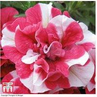 Petunia 'Cherry Ripple' Flowering Basket - Double Blooms, Trailing Annual