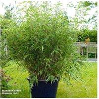 Bamboo 'Black Dragon' - Evergreen Clumping Ornamental Plant