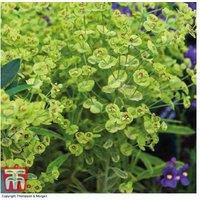 Euphorbia x martini 'Ascot Rainbow' - Drought-Tolerant Perennial Plant