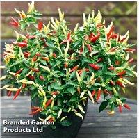 Potted Chilli Pepper Plants - Homegrown Spicy Varieties, 9cm Pots