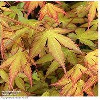 Acer palmatum 'Katsura' Japanese Maple Tree - Colour-Changing Ornamental Shrub