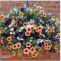 Fruit Salad Pre-Planted Summer Hanging Basket - Flowering Annuals