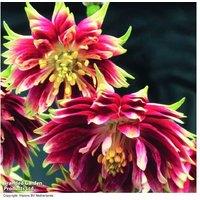 Aquilegia Nora Barlow 12 Garden Ready Plants