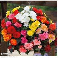 Begonia Nonstop Mixed - Flowering Bedding Plant, Summer Blooms