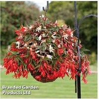 Begonia Starshine Mixed - Trailing Flowering Bedding Plant