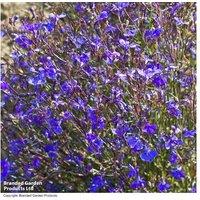 Lobelia 'Monsoon' Trailing Annual - Garden-Ready Blue Flowering Plant
