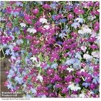 Trailing Lobelia Ultra Cascade - Flowering Annual for Hanging Baskets & Pots
