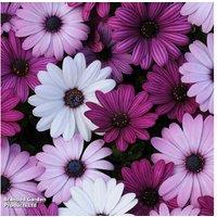 Osteospermum Akila Berries and Cream - Flowering Perennial, Drought Tolerant