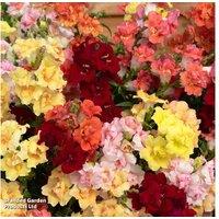 Garden Ready Antirrhinum 'Double Shot Mixed' Perennial Flowering Plant