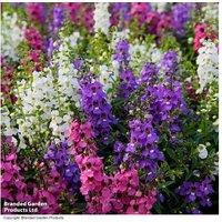 Angelonia Serena Mix - Flowering Bedding Plant, Long-Lasting Colour