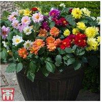 Garden Ready Dahlia Figaro Mixed - Hardy Perennial Bedding Plants