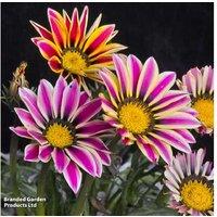 Gazania Tiger Stripes Mixed - Hardy Summer Flowering Perennial