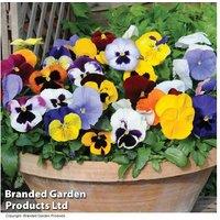 Garden Ready Pansy 'Summertime Mix' - Flowering Bedding Plant, 23cm Spread