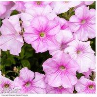 Garden Ready Petunia 'Easy Wave Pink Pearl' - Flowering Annual, Drought Tolerant