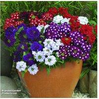 Garden Ready Verbena 'Quartz Mixed' F1 Hybrid - Compact Flowering Bedding Plant