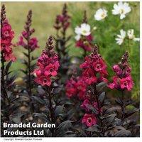 Antirrhinum 'Cherry Cola' - Hardy Flowering Perennial for Containers & Borders