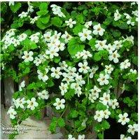 Garden-Ready Bacopa 'Snowtopia' - Flowering Trailing Annual for Baskets & Borders
