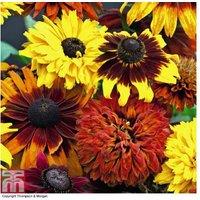 Rudbeckia 'All Sorts Mixed' - Hardy Perennial Flowering Plant, 60cm