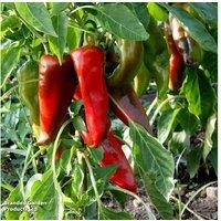 Grafted Vegetable Plants Collection - Tomatoes, Peppers & Aubergine in 9cm Pots