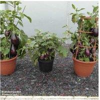 Aubergine 'Baby Black Jack' Compact Patio Vegetable Plant - High Yield, Easy Grow