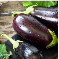 Aubergine 'Scorpio' Grafted Vegetable Plant - Early Fruiting, Disease Resistant