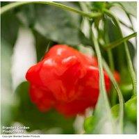 Sweet Pepper Coronet Grafted Plant - Crown-Shaped, High-Yield, 9cm Pot