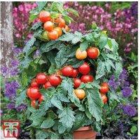 Potted Tomato Plants - Cherry, Plum & Heirloom Varieties
