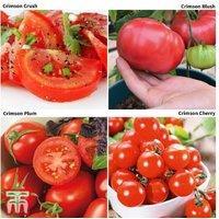 Tomato Crimson Collection - Blight-Resistant Outdoor Tomato Plants (4 or 8 Pack)