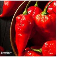 Potted Chilli Pepper Plants - Mixed Varieties for Patios & Gardens