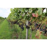 Afternoon Tea for 2 with Sparkling Upgrade - Yorkshire Heart Vineyard, York