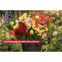 12 Garden Ready Plants Collection - 25 Varieties
