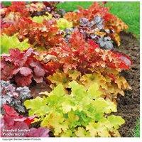 Heuchera 'Mosaic' Mixed - Colourful Hardy Perennial for Borders & Containers