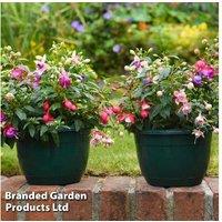 Fuchsia Trailing Mix Pre-Planted Hanging Baskets - Flowering Annuals